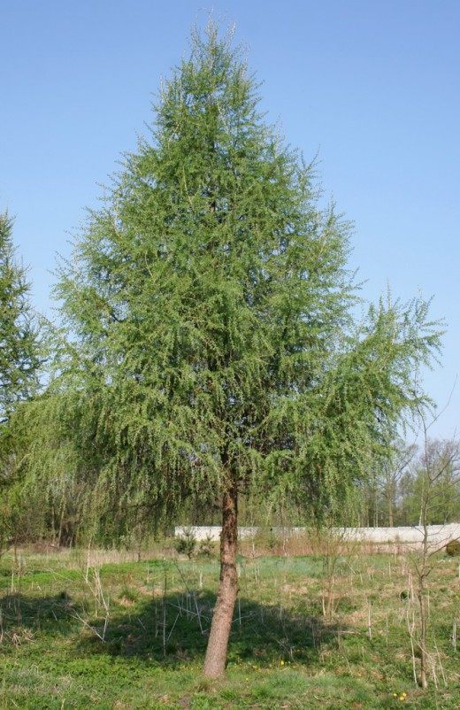 Лиственница (Larix) Лиственница (Larix)