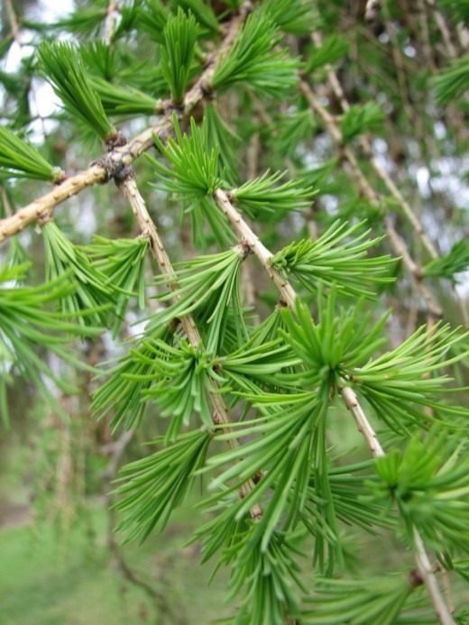 Лиственница (Larix) Лиственница (Larix)