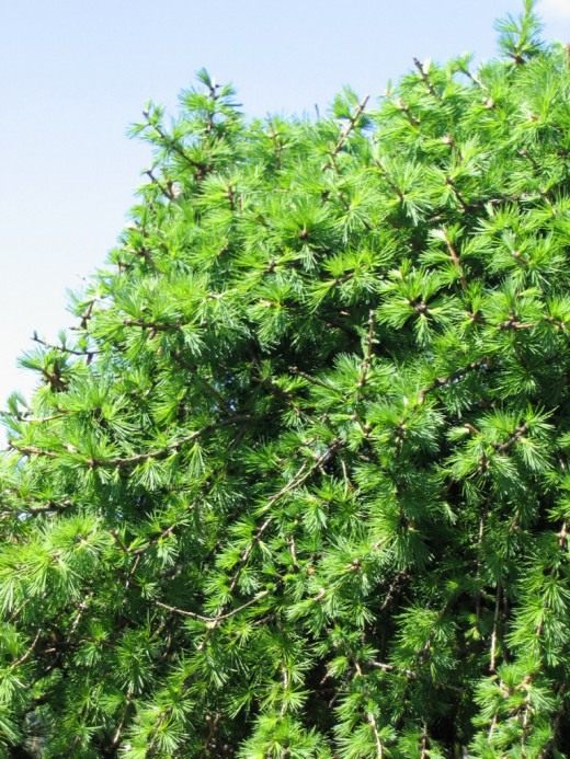 Лиственница (Larix) Лиственница (Larix)