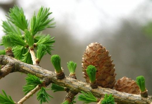 Лиственница (Larix) Лиственница (Larix)