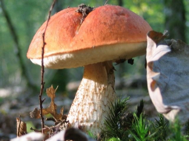 Подосиновик красный (Leccinum aurantiacum) Подосиновик красный (Leccinum aurantiacum)