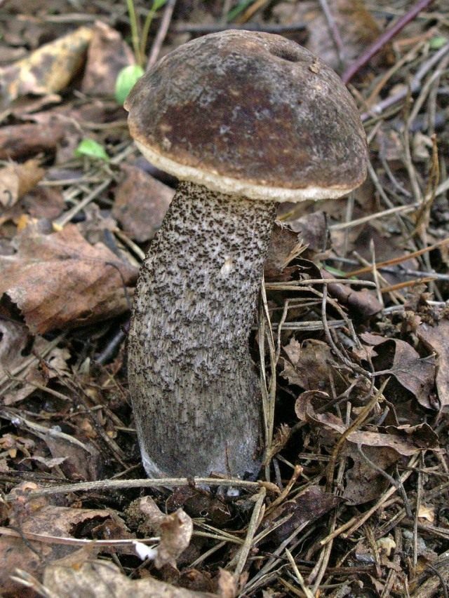 Подберёзовик обыкновенный (Leccinum scabrum) Подберёзовик обыкновенный (Leccinum scabrum)