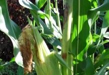 Кукуруза (Zea mays)