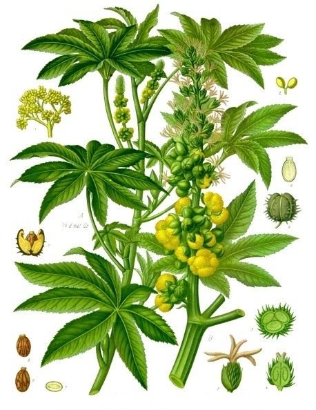 Клещевина обыкновенная (Ricinus communis). Ботаническая иллюстрация из справочника Köhler's Medizinal-Pflanzen, 1887 Клещевина обыкновенная (Ricinus communis). Ботаническая иллюстрация из справочника Köhler's Medizinal-Pflanzen, 1887