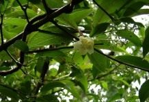 Лимонник (Schisandra)
