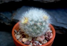 Маммиллярия бокасанская (Mammillaria bocasana)
