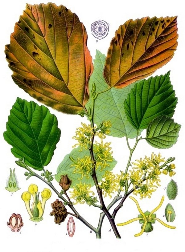 Гамамелис виргинский (Hamamelis virginiana). Ботаническая иллюстрация из книги «Köhler’s Medizinal-Pflanzen», 1887 Гамамелис виргинский (Hamamelis virginiana). Ботаническая иллюстрация из книги «Köhler’s Medizinal-Pflanzen», 1887