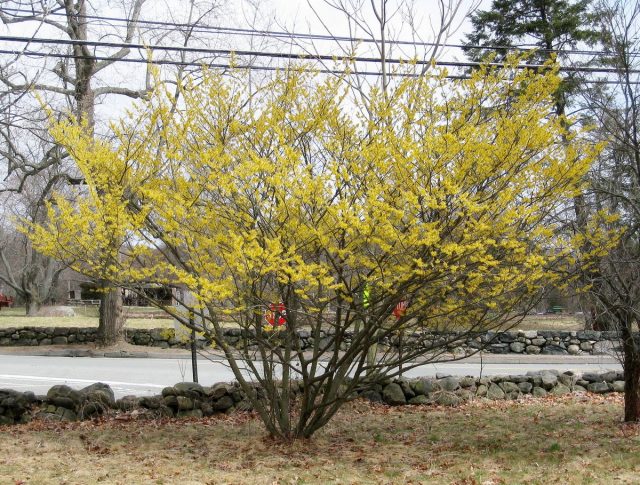 Гибрид Hamamelis × intermedia Гибрид Hamamelis × intermedia