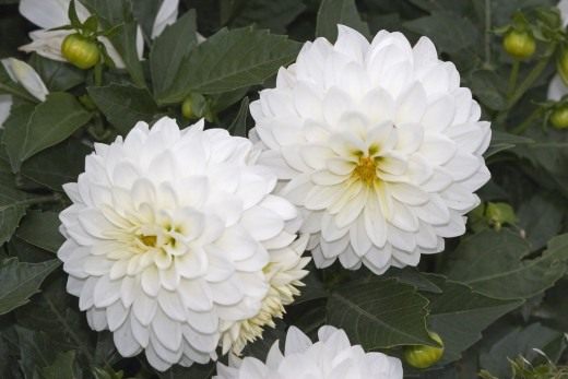 Георгин (Dahlia) Георгин (Dahlia)