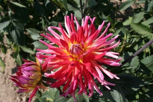 Георгин (Dahlia) Георгин (Dahlia)