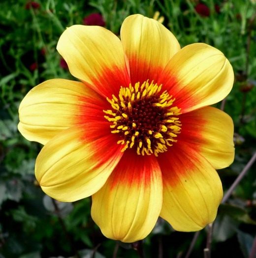 Георгина (Dahlia) Георгин (Dahlia)