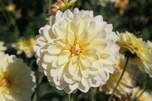 Георгин (Dahlia) Георгин (Dahlia)