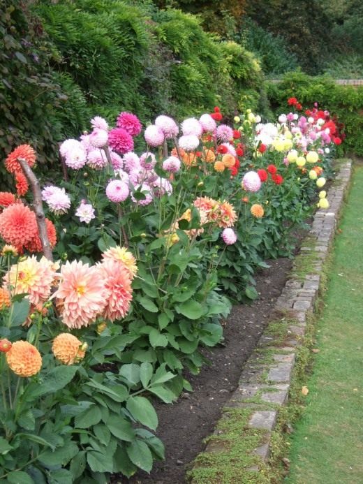 Георгины (Dahlias)