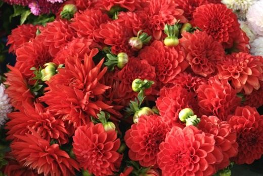Георгин (Dahlia) Георгин (Dahlia)