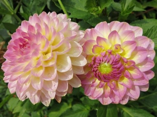 Георгины (Dahlias)