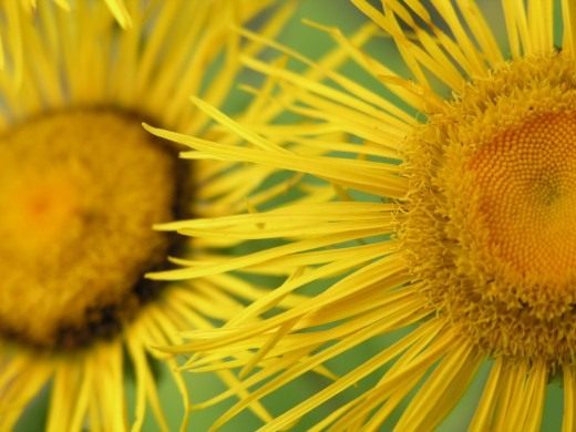 Elecampane