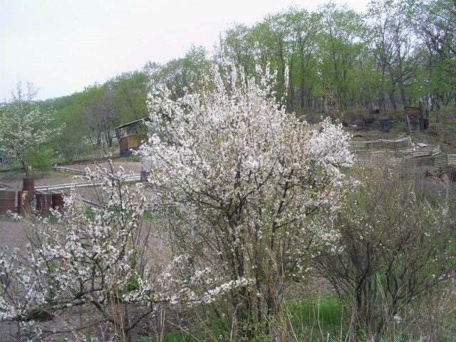 Цветение вишни войлочной в мае Цветение вишни войлочной в мае