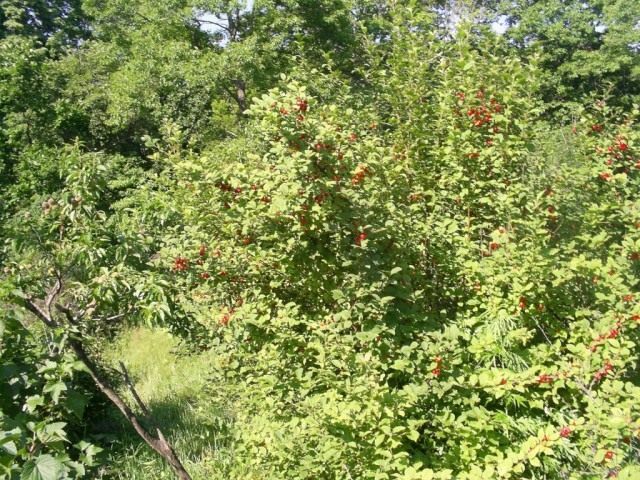 Куст вишни войлочной со зрелыми ягодами Куст вишни войлочной со зрелыми ягодами