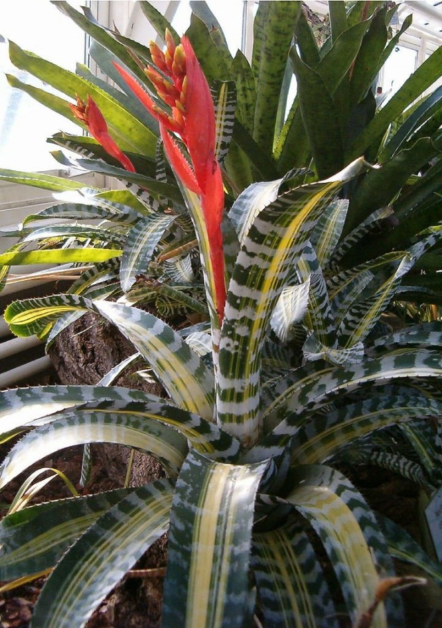 Эхмея Чантина (Aechmea chantinii) Эхмея Чантина (Aechmea chantinii)