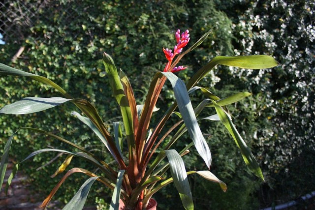 Эхмея Вайльбаха (Aechmea weilbachii) Эхмея Вайльбаха (Aechmea weilbachii)
