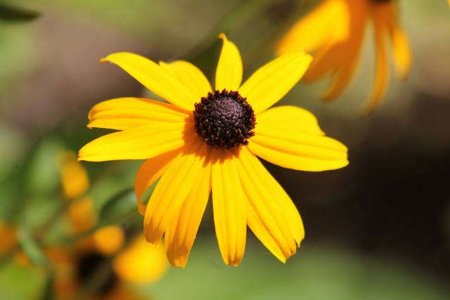 Эхинацея странная (Echinacea paradoxa) Эхинацея странная (Echinacea paradoxa)
