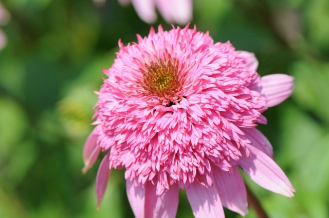 Эхинацея махровая (Echinacea purpurea 'Razzmatazz') Эхинацея махровая (Echinacea purpurea 'Razzmatazz')