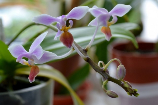 Фаленопсис конский (Phalaenopsis equestris)