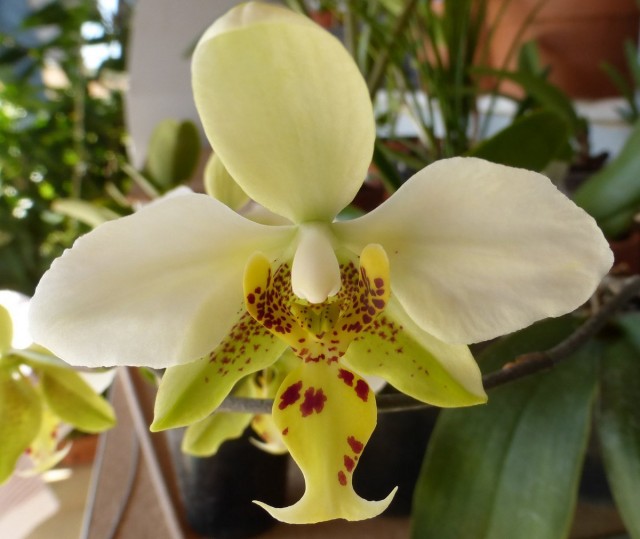 Фаленопсис стюарта (Phalaenopsis stuartiana)