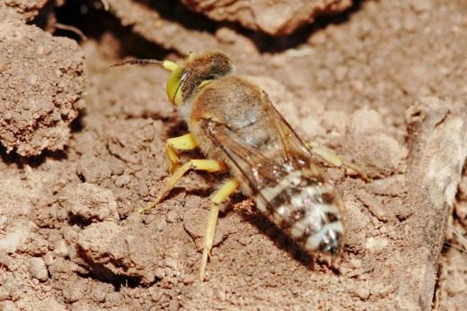 Оса песчанная (Crabronidae) Оса песчанная (Crabronidae)