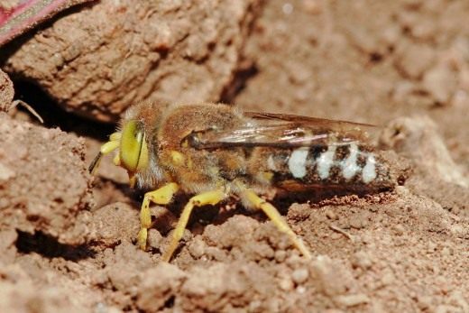 Оса песчанная (Crabronidae) Оса песчанная (Crabronidae)
