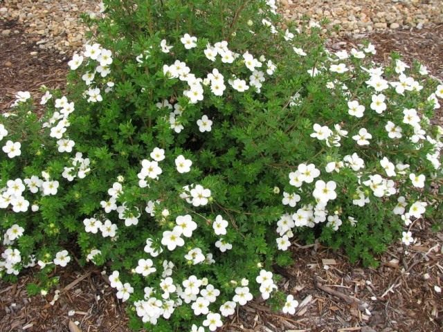 Курильский чай кустарниковый «МакКейс Вайт» (Dasiphora fruticosa 'Mckay's White') Курильский чай кустарниковый «МакКейс Вайт» (Dasiphora fruticosa 'Mckay's White')