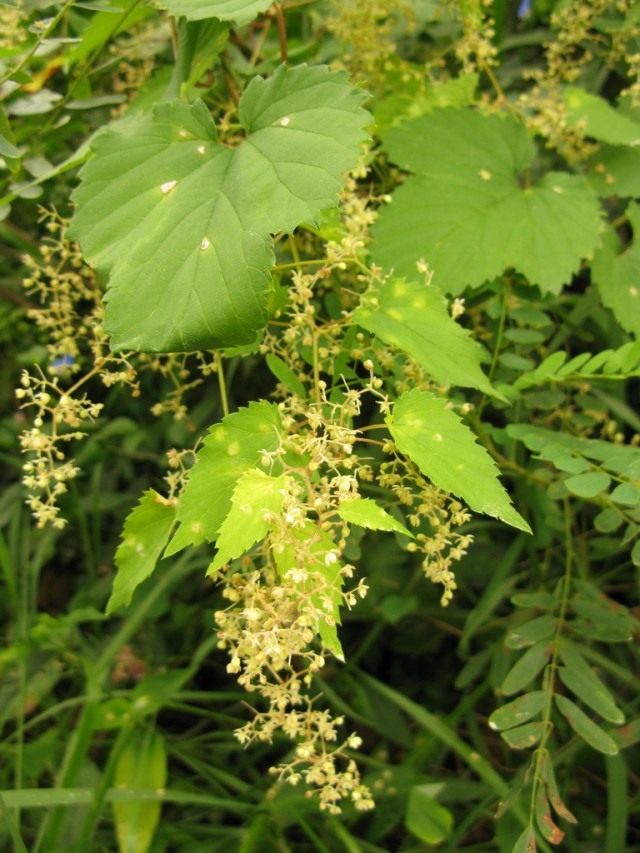 Хмель (Humulus) Хмель (Humulus)