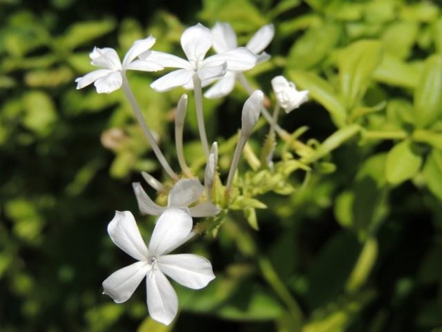 Жасмин самбак (Jasminum sambac) Жасмин самбак (Jasminum sambac)
