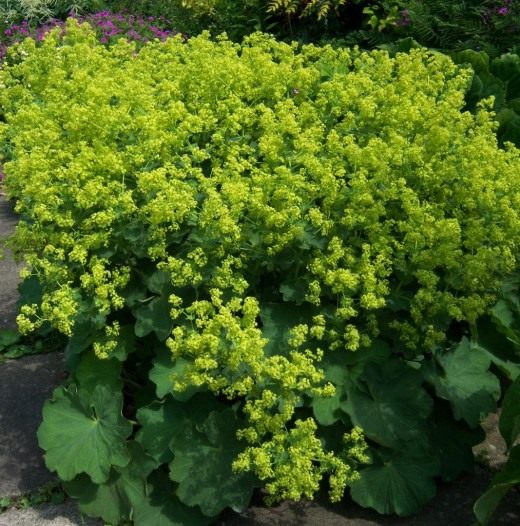 Манжетка Манжетка