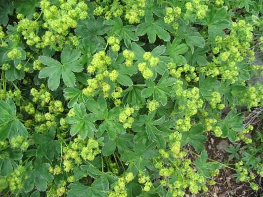 Манжетка (Lady's Mantle)