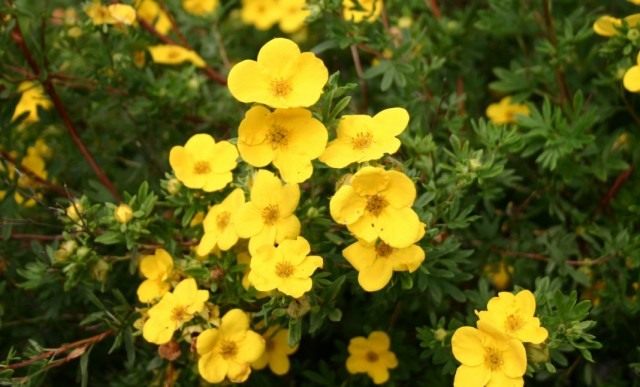 Курильский чай кустарниковый (Dasiphora fruticosa), или Лапчатка кустарниковая, или Пятилистник кустарниковый Курильский чай кустарниковый (Dasiphora fruticosa), или Лапчатка кустарниковая, или Пятилистник кустарниковый