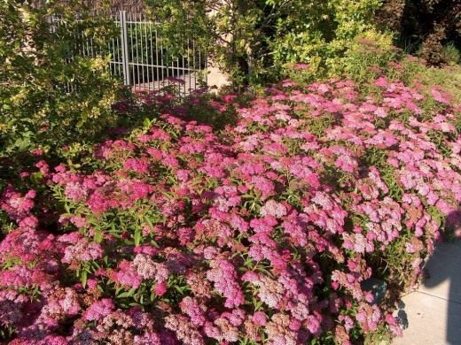 Спирея Бумальда (Spiraea ×bumalda) Спирея Бумальда (Spiraea ×bumalda)