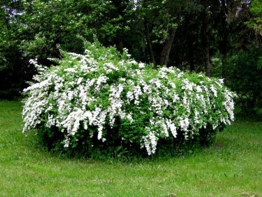 Спирея дубравколистная (Spiraea chamaedryfolia) Спирея дубравколистная (Spiraea chamaedryfolia)