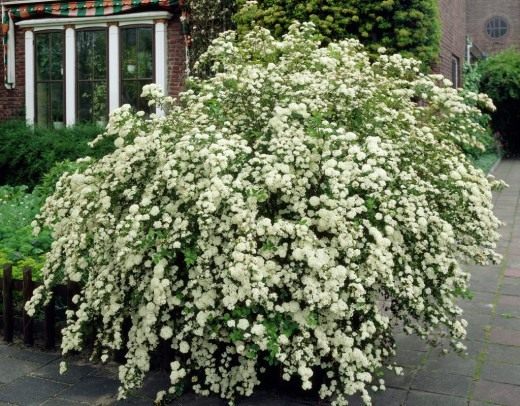Спирея ниппонская (Spiraea nipponica) Спирея ниппонская (Spiraea nipponica)