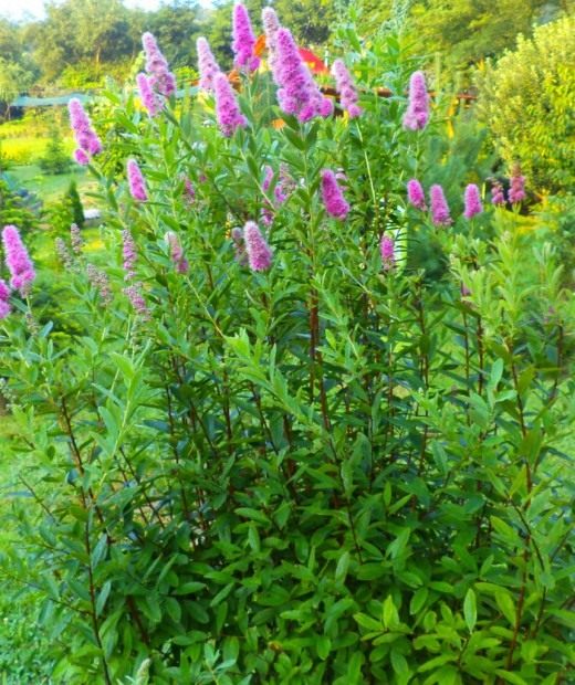 Спирея иволистная (Spiraea salicifolia) Спирея иволистная (Spiraea salicifolia)