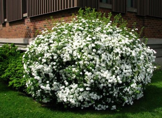 Спирея Вангутта (Spiraea ×vanhouttei) Спирея Вангутта (Spiraea ×vanhouttei)