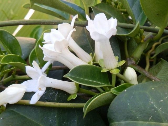 Стефанотис обильноцветущий (Stephanotis floribunda) Стефанотис обильноцветущий (Stephanotis floribunda)
