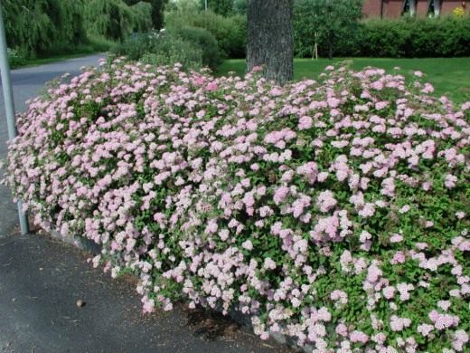 Спирея японская Литтл Принцесс (Spiraea japonica Little Princess) Спирея японская Литтл Принцесс (Spiraea japonica Little Princess)