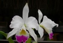 Каттлея (Cattleya)