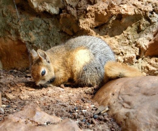 Белка персидская (Caucasian Squirrel) Белка персидская (Caucasian Squirrel)