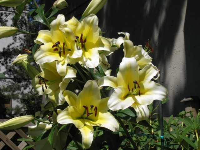 Лилия 'Conca d'Or'. Группа ориенпеты или ОТ-гибриды (Lilium 'Conca d'Or'. OT-hybrids) Лилия 'Conca d'Or'. Группа ориенпеты или ОТ-гибриды (Lilium 'Conca d'Or'. OT-hybrids)