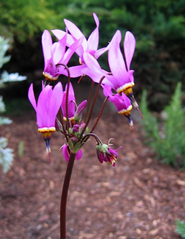 Додекатеон (Dodecatheon) Додекатеон (Dodecatheon)