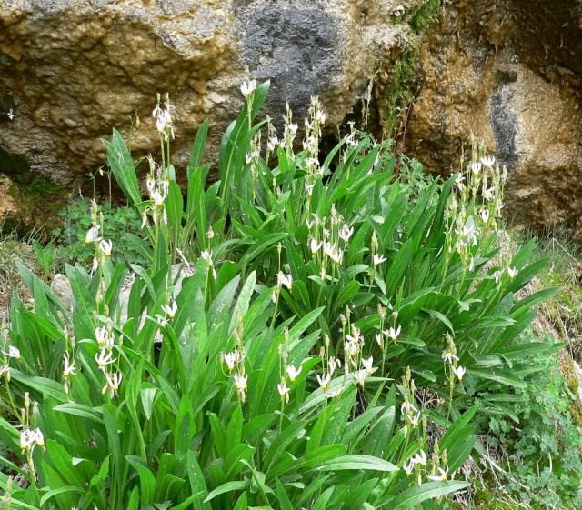 Додекатеон (Dodecatheon) Додекатеон (Dodecatheon)