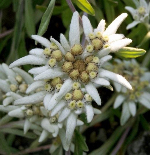 Эдельвейс (Edelweiss)