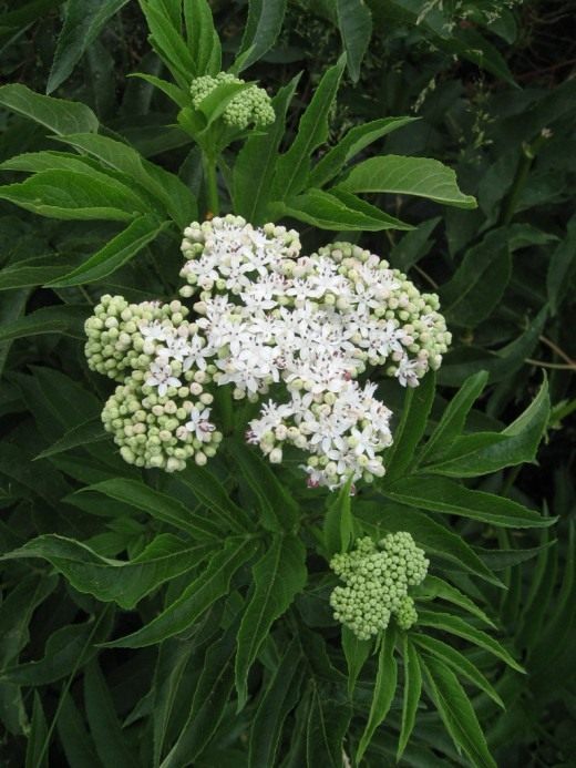 Бузина (Elderberry)